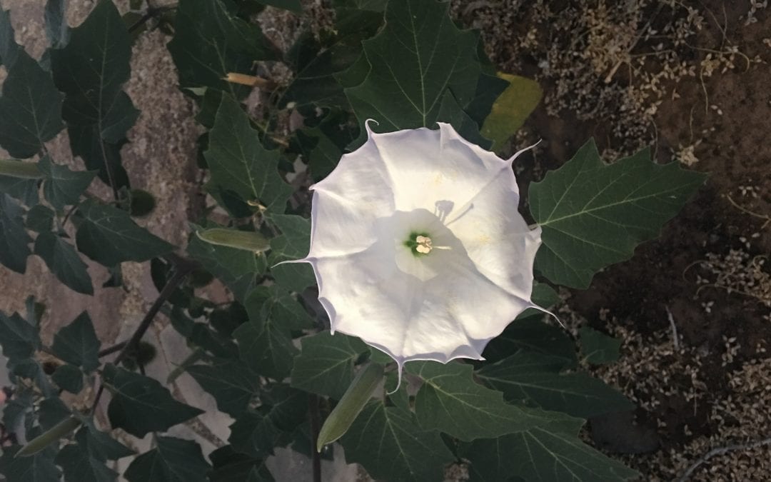 A gathering of sisters in O’Keeffe country