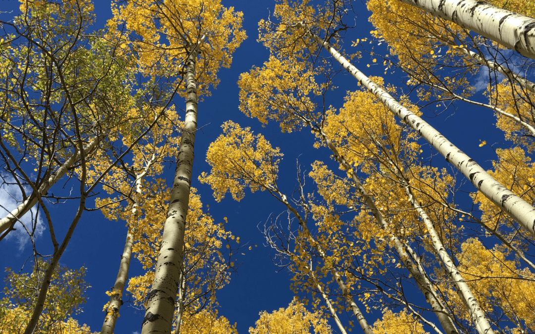 As Fall Arrives, We Transition into Vata Season